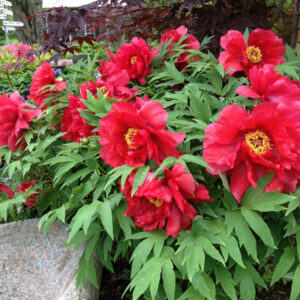 Paeonia suffruticosa ‘Red’ | Kiefer Nursery: Trees, Shrubs, Perennials