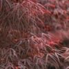 Acer palmatum 'Atrolineare'