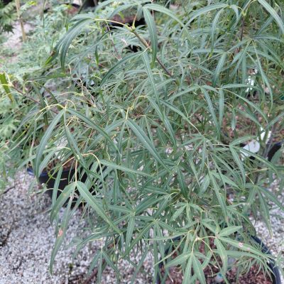 Acer palmatum 'Atrolineare'