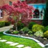 Acer palmatum 'Atrolineare' - Image 2