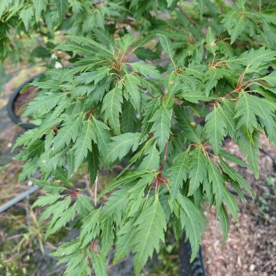 Acer palmatum 'Beni hagoromo'