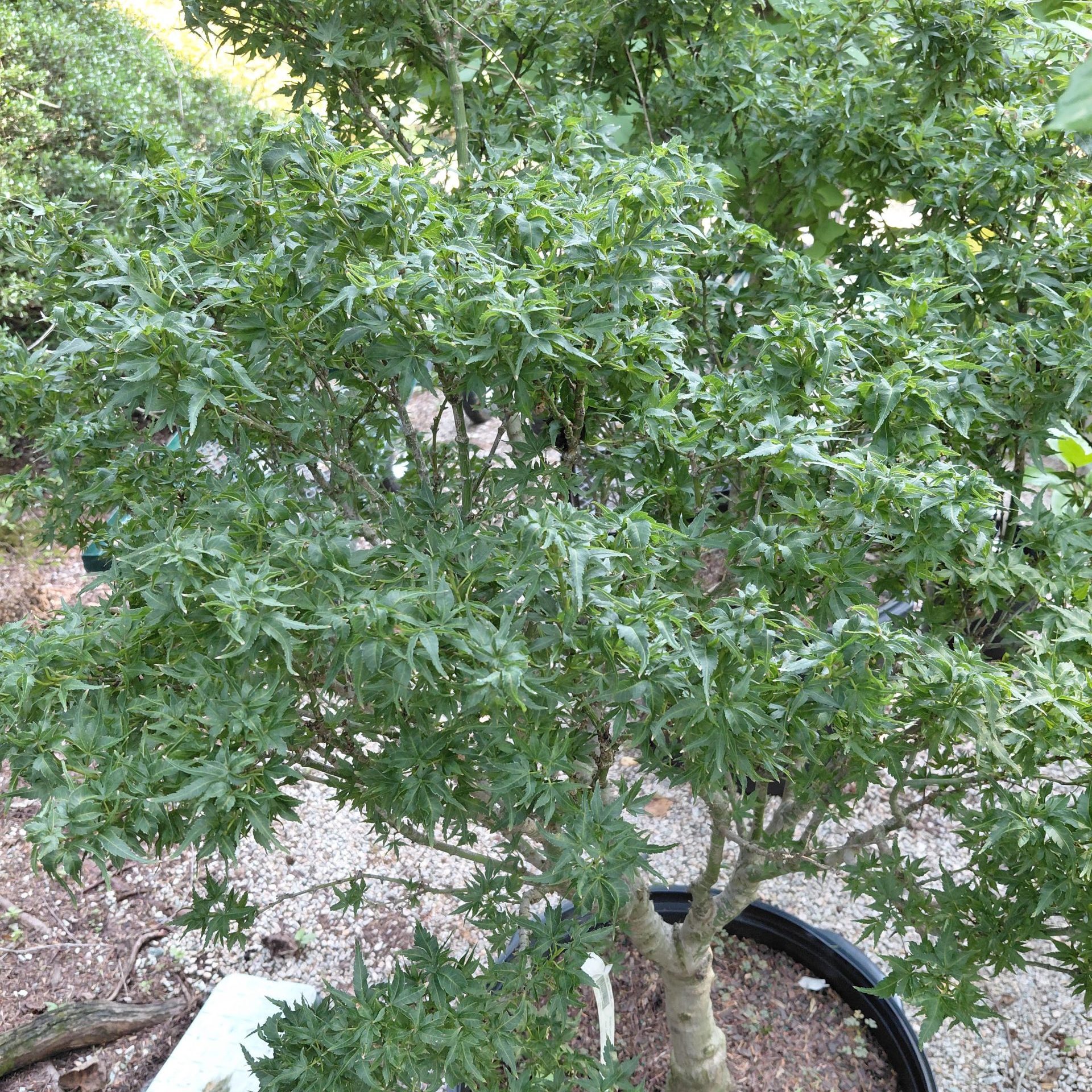 Acer palmatum 'Kurenai jishi'