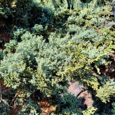 Chamaecyparis obtusa 'Split Rock'