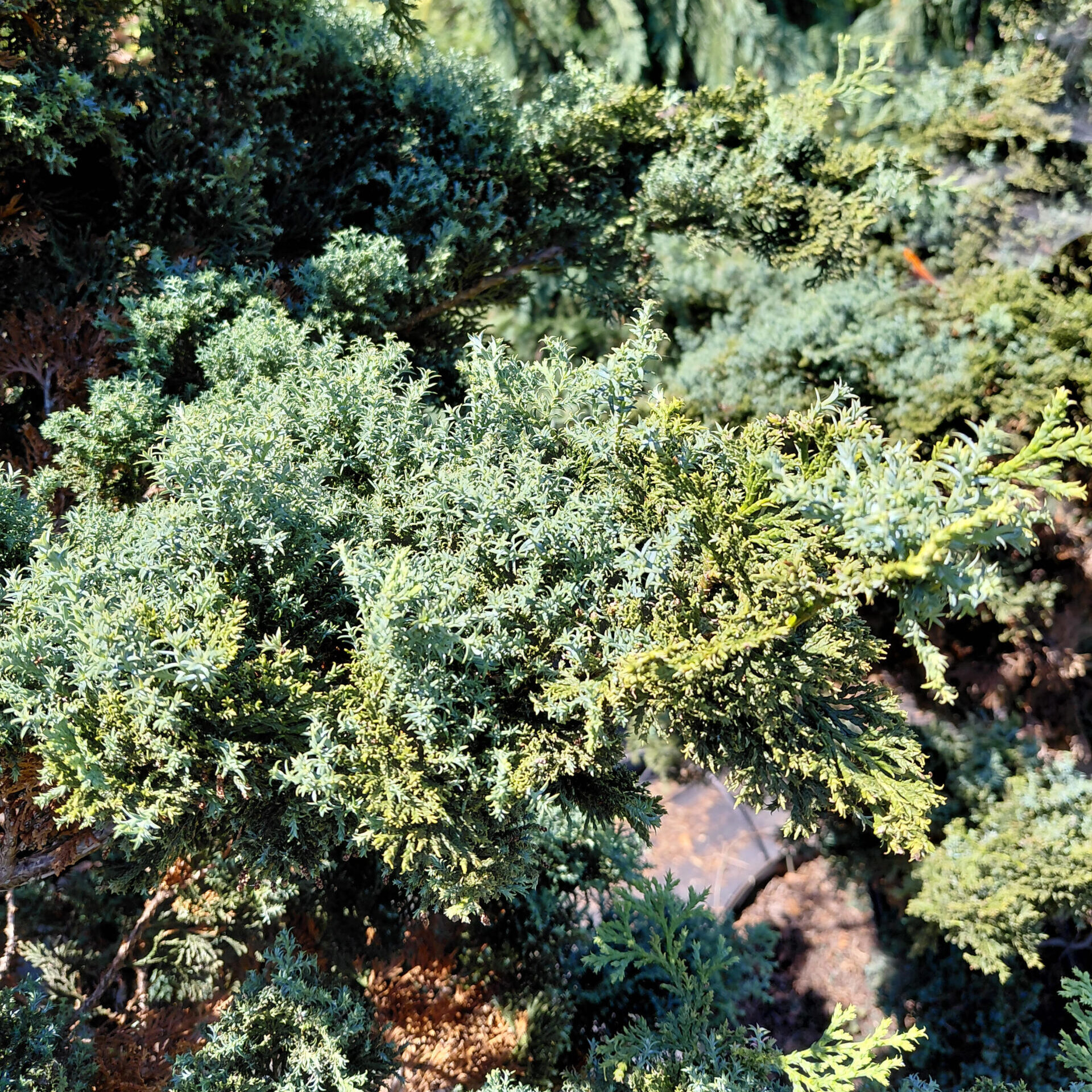 Chamaecyparis obtusa 'Split Rock'