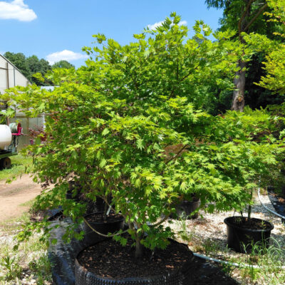 Acer shirasawanum 'Holland 6910'