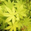 Acer palmatum 'Summer Gold'