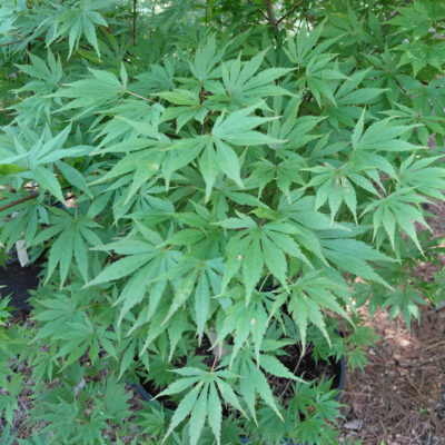 Acer shirasawanum 'Sensu'
