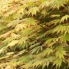 Acer shirasawanum 'Sensu'