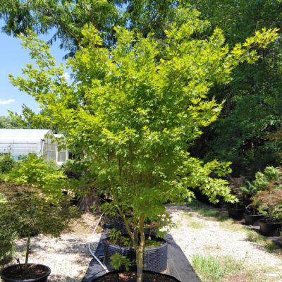 Acer palmatum 'Yama Nishiki'