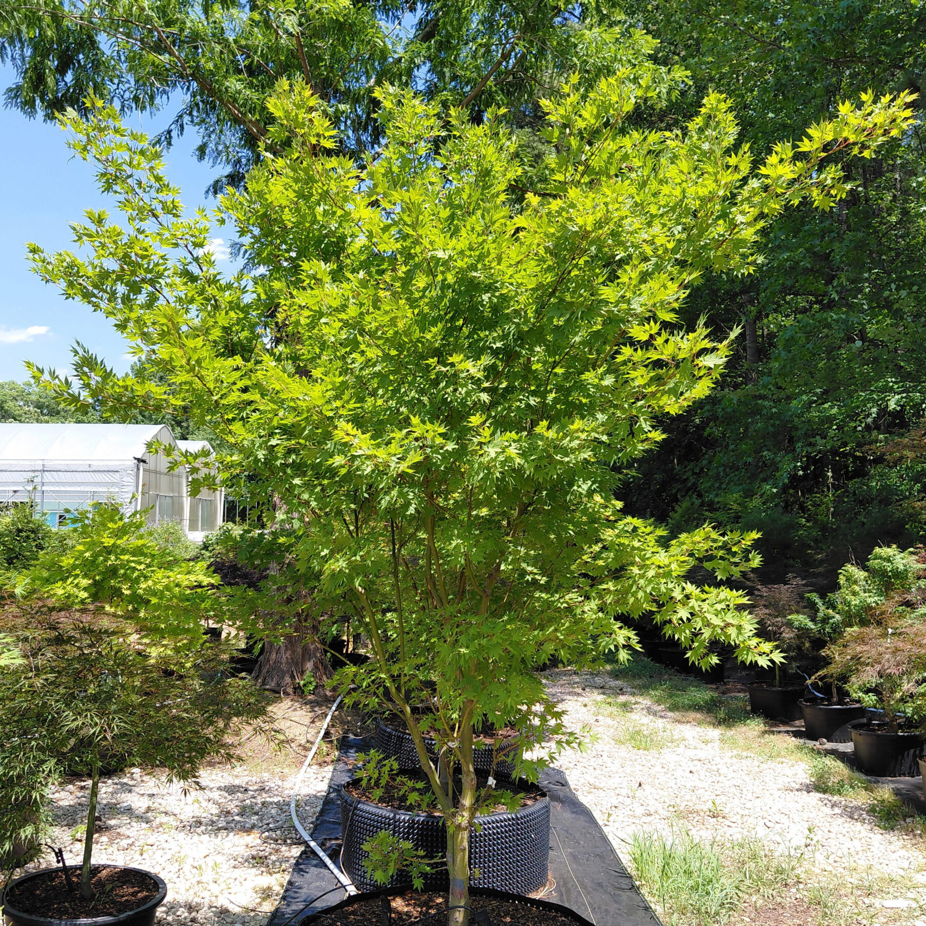 Acer palmatum 'Yama Nishiki'