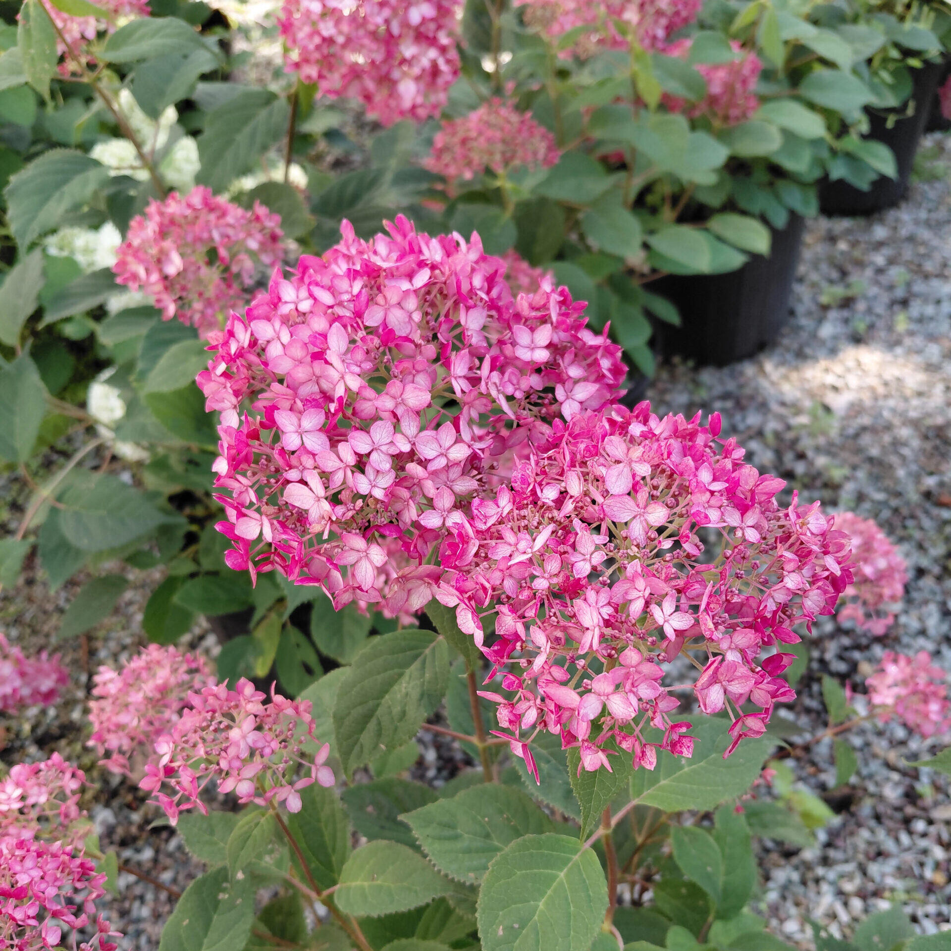 Hydrangea arborescens 'NCHA3' (Invincibelle® Ruby)