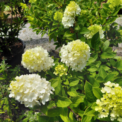 Hydrangea paniculata 'SMNHPPH' (Limelight Prime®)
