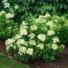 Hydrangea paniculata 'SMNHPH' (Little Lime Punch®) - Image 2