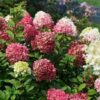 Hydrangea paniculata 'SMNHPH' (Little Lime Punch®) - Image 3