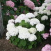 Hydrangea arborescens 'NCHA5' (Invincibelle Wee White®)