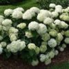 Hydrangea arborescens 'NCHA5' (Invincibelle Wee White®) - Image 2