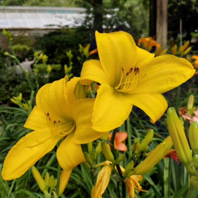 Hemerocallis 'Buttered Popcorn'