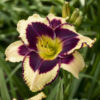 Hemerocallis 'Inkheart'