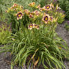 Hemerocallis 'Inkheart' - Image 2