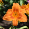 Hemerocallis 'Rocket City'