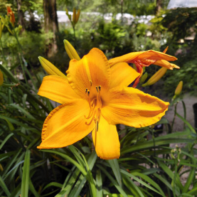 Hemerocallis 'Rocket City'