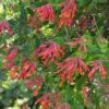 Lonicera sempervirens 'Major Wheeler'