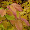 Parrotia persica 'Vanessa'
