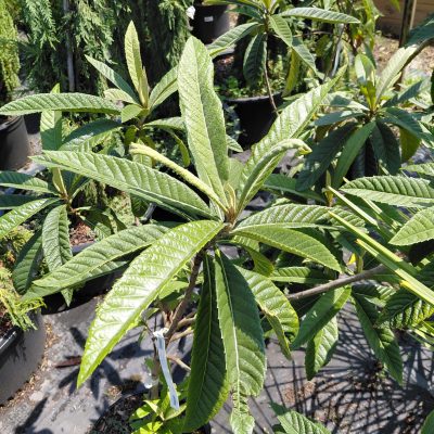 Eriobotrya japonica