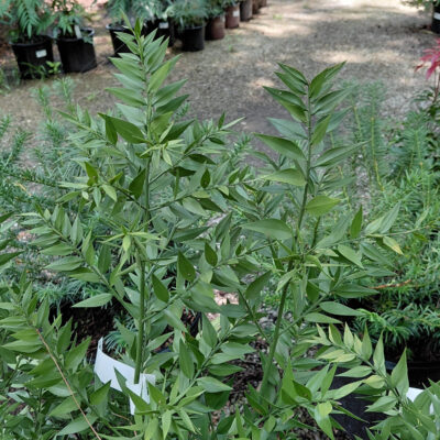 Ruscus aculeatus