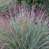 Schizachyrium scoparium 'Standing Ovation'
