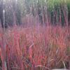 Schizachyrium scoparium 'Standing Ovation' - Image 2