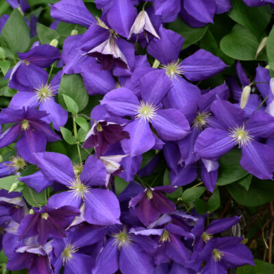 Clematis jackmanii
