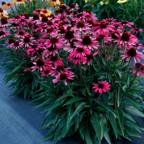 Echinacea Dark Shadows™ ‘Wicked’ | Kiefer Nursery: Trees, Shrubs ...