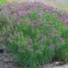 Vernonia lettermanii 'Iron Butterfly' - Image 2