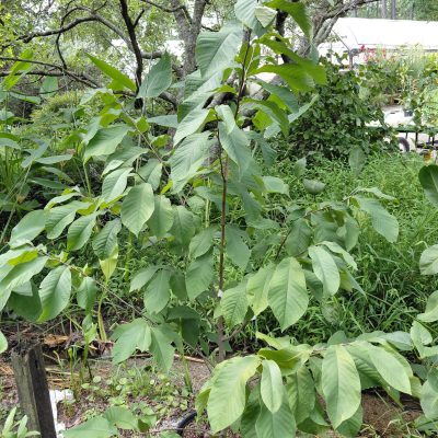 Asimina triloba