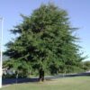 Quercus nigra (Water Oak)