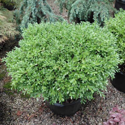 Buxus sinica var. insularis 'Franklin's Gem'