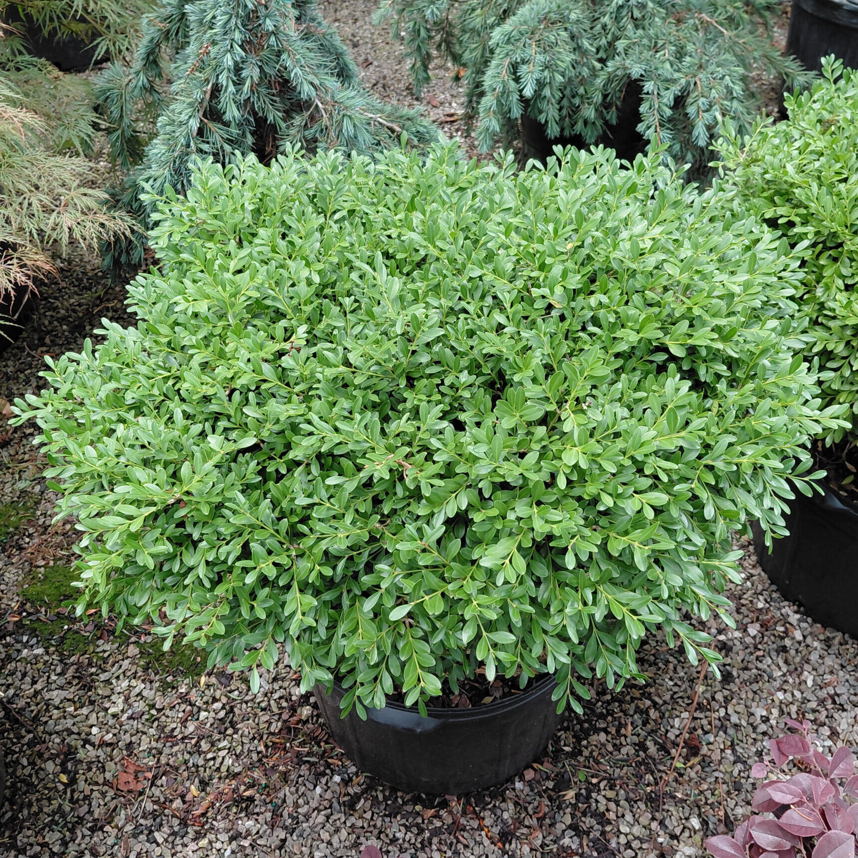 Buxus sinica var. insularis 'Franklin's Gem'