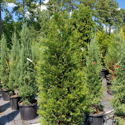 Thuja plicata 'Northern Spire'