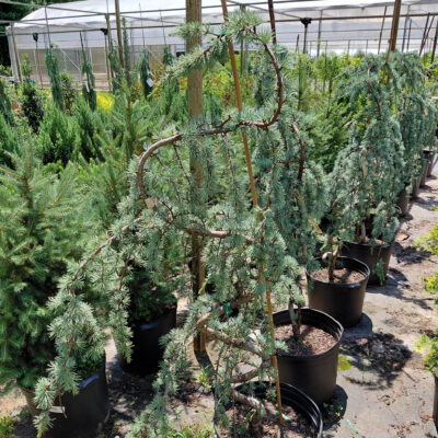 Cedrus atlantica 'Glauca Pendula' (Serpentine Form)
