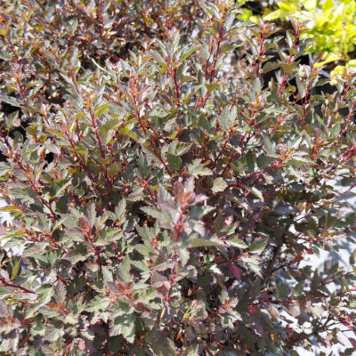 Physocarpus opulifolius 'Hoogi021' Little Joker®