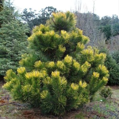 Pinus thunbergii 'Ogon' (Poodled Form)