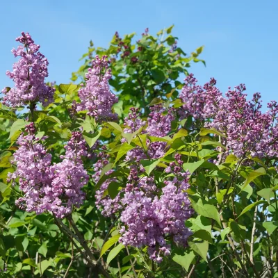 Syringa x hyacinthiflora Scentara® Double Blue