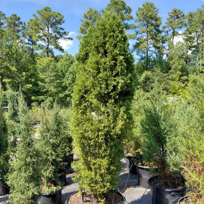 Thuja occidentalis North Pole®