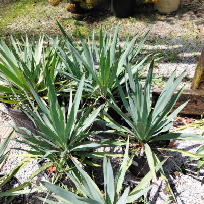 Yucca 'Silver Anniversary'