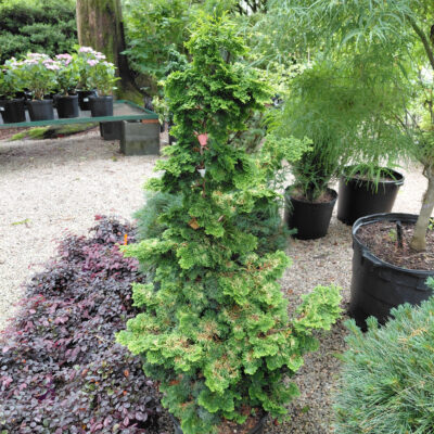 Chamaecyparis obtusa 'Golden Pillar'