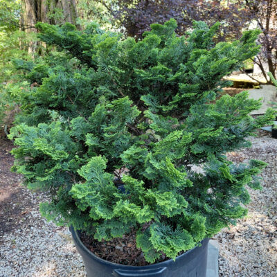 Chamaecyparis obtusa 'Nana Gracilis'