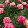 Paeonia 'Lorelei' - Image 2