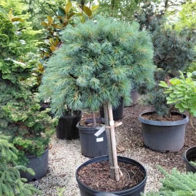 Pinus strobus 'Blue Shag' (Standard Form)