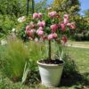 Rosa 'Meiswetdom' (Sweet Drift®) Tree Form
